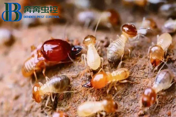 家中出現白蟻怎么辦?上海蟲控公司來告訴你!