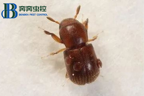 家里木材上發現蛀蟲怎么辦?