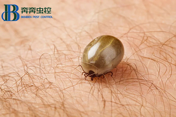 “小黑點,大危害”,蜱蟲叮咬怎么辦?