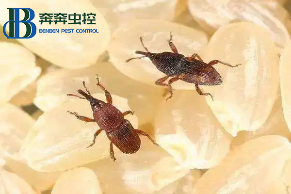 大米中的米象蟲能吃嗎?