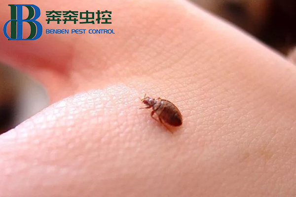 吸血床虱又出現了!多國爆發,已蔓延至亞洲!