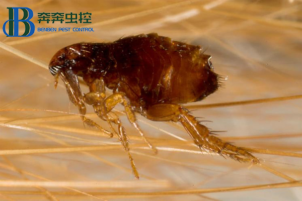 家里有跳蚤怎么根除?