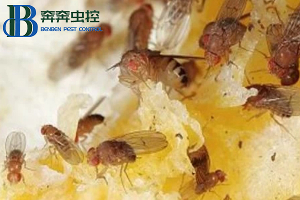 放在家里的水果總是有飛蟲,果蠅該如何消滅?
