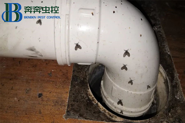 衛生間里來了蛾蠓怎么辦?