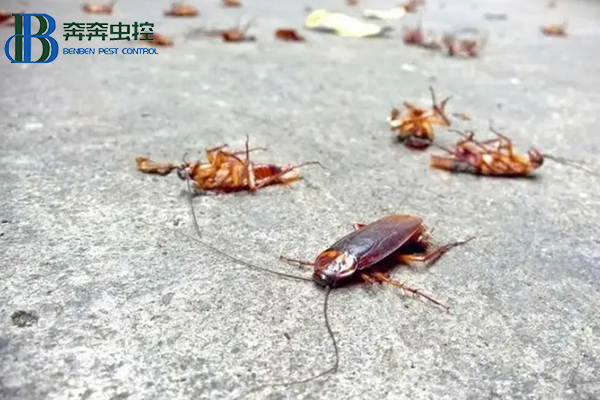 蟑螂這么強,怎樣才能徹底消滅蟑螂?