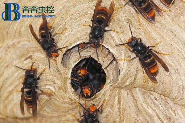 怎樣避免馬蜂被襲擊?