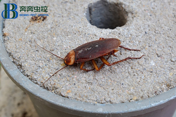蟑螂這么強,怎樣才能徹底消滅蟑螂?