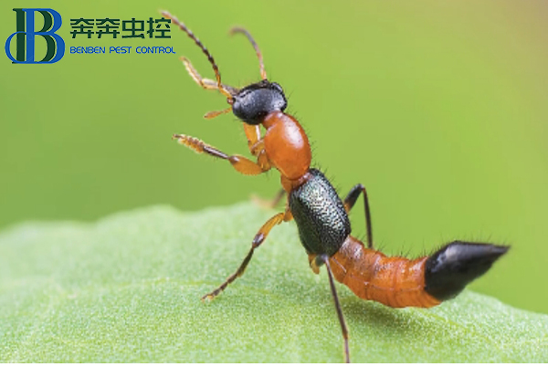 隱翅蟲，你有被它爬過嗎？