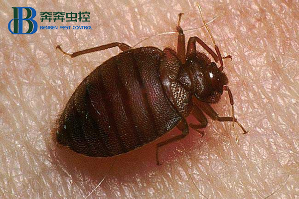 臭蟲是什么，對(duì)人體有啥危害，預(yù)防措施有哪些？