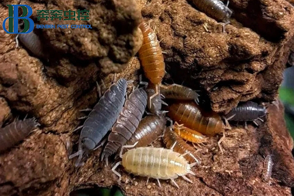 鼠婦(潮蟲)習(xí)性特征及防治方法