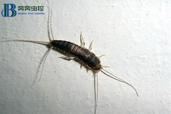 衣魚入侵家中?上海蟲控公司來告訴你!