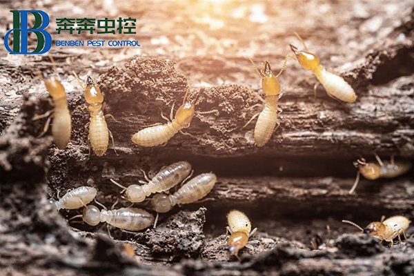 白蟻又要來了!如何防治?