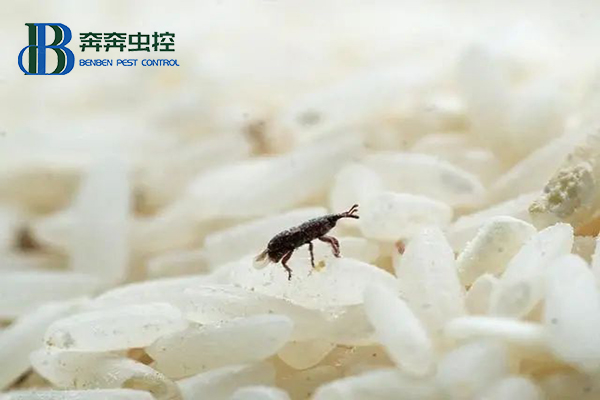米蟲又稱米象,為何憑空出現(xiàn)在大米里?