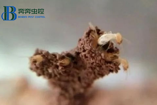 白蟻紛飛季,如何有效消滅白蟻