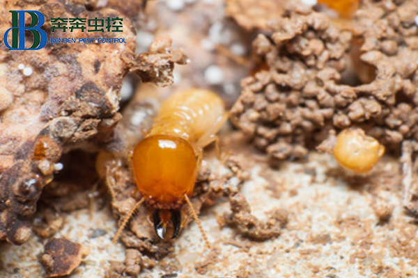 白蟻綜合治理的主要技術措施