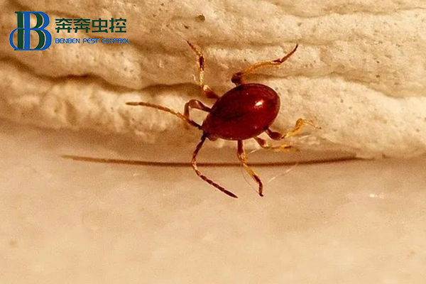 酒店或工廠倉庫遭遇蛛甲怎么辦?