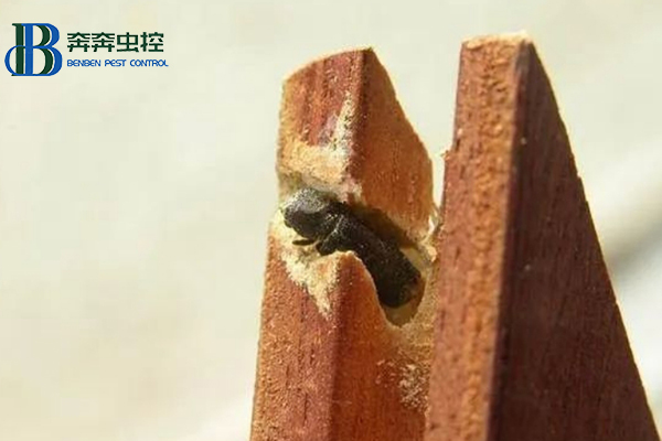 藏在木質家具里的蟲子是什么?要怎么消滅?