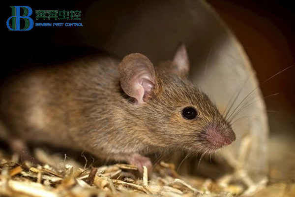 冬天如何防治老鼠?