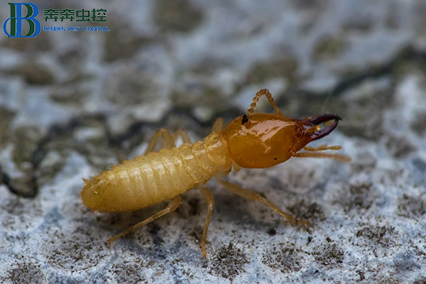 白蟻怎么滅?如何才能更有效的去除白蟻?