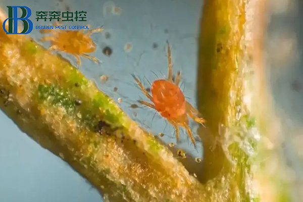 紅蜘蛛防治措施,幾招治住它,簡單高效!