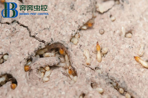 家中發現白蟻怎么辦?