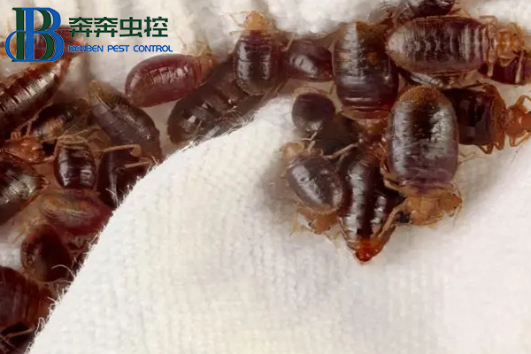臭蟲從哪里來的,讓上海蟲控公司告訴你!