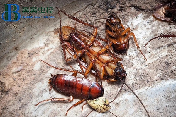 家里蟑螂成災?是時候介紹真正的滅蟑技術了!