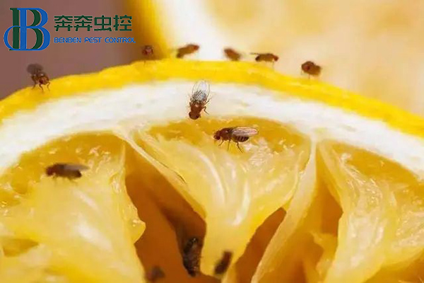 屋內亂飛的果蠅如何處理?
