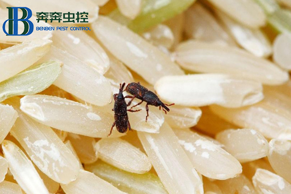大米夏季會(huì)生蟲?這蟲是啥?