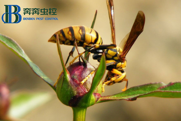 如何預(yù)防馬蜂侵害?