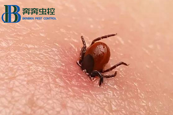 出游警惕蜱蟲咬傷!