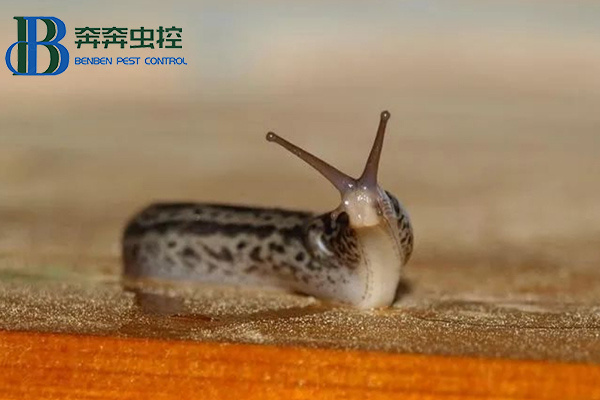 蔬果園如何清除蛞蝓?