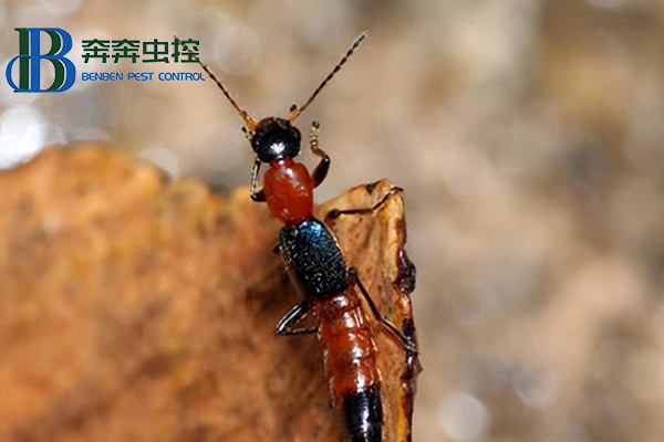 室內(nèi)隱翅蟲從何而來,如何有效防治?