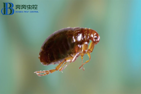 家中有跳蚤怎么辦?