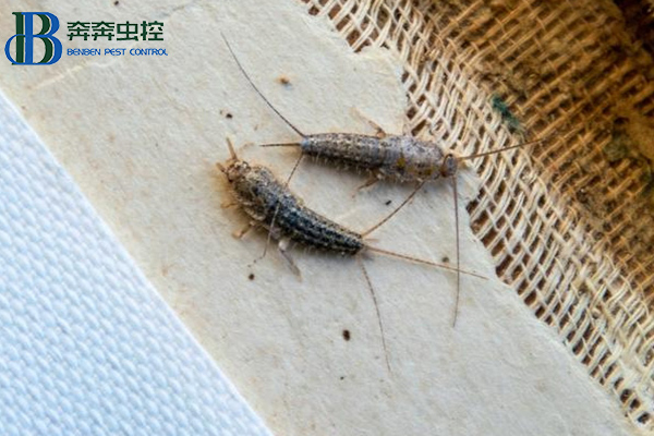 衣魚是如何滋生的?危害及防治方法有哪些?