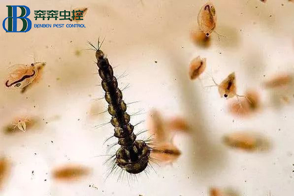 帶你了解孑孓,教你如何防治孑孓
