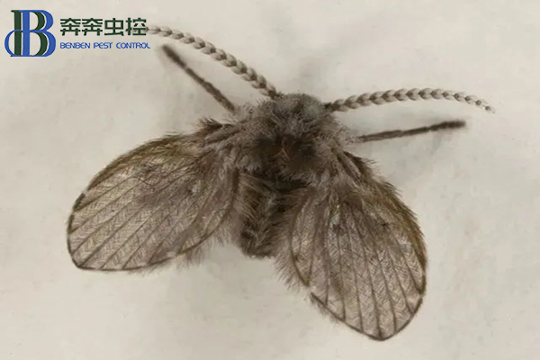 衛生間里的小飛蛾?