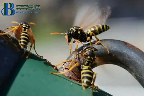 “馬蜂來襲,如何自保?”請收好這份安全“錦囊”!