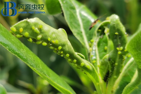家庭園藝上的蚜蟲反反復復怎么防治?