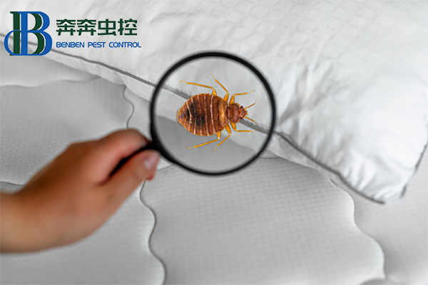 臭蟲有什么危害?如何消滅臭蟲?