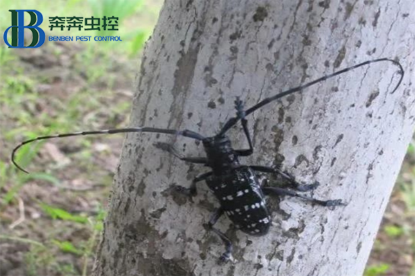 防治天牛,守護綠色家園
