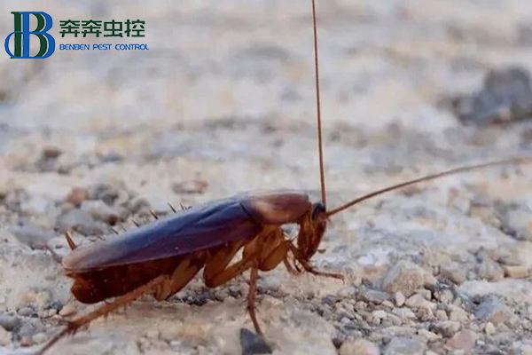 美洲大蠊是蟑螂嗎?美洲大蠊是什么蟲?