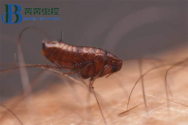 小小害蟲,大大麻煩