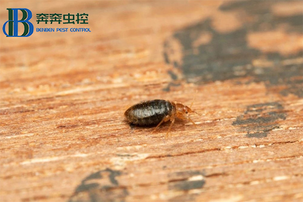 臭蟲不可怕,教你消滅他
