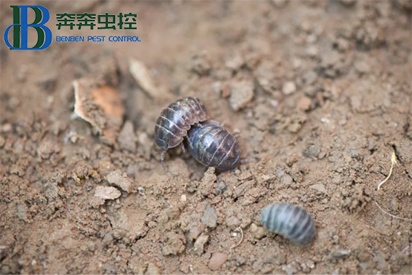 守護生活空間，遠離鼠婦困擾