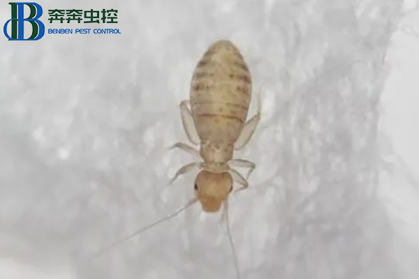 家里出現的小蟲子——書虱
