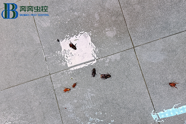 氣溫升高！家中“小強”出沒！